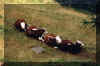 trenino di mucche a Resy